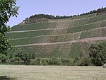 Vinmarker ved Trier